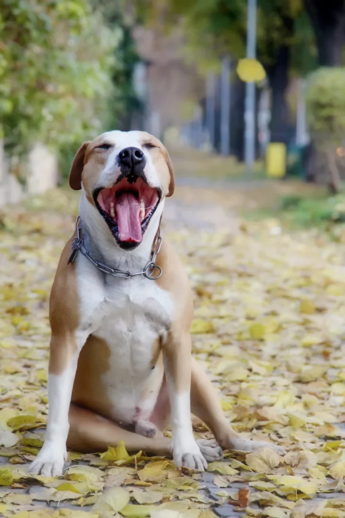 Zábavná fotografie domácího mazlíčka v hravé póze.